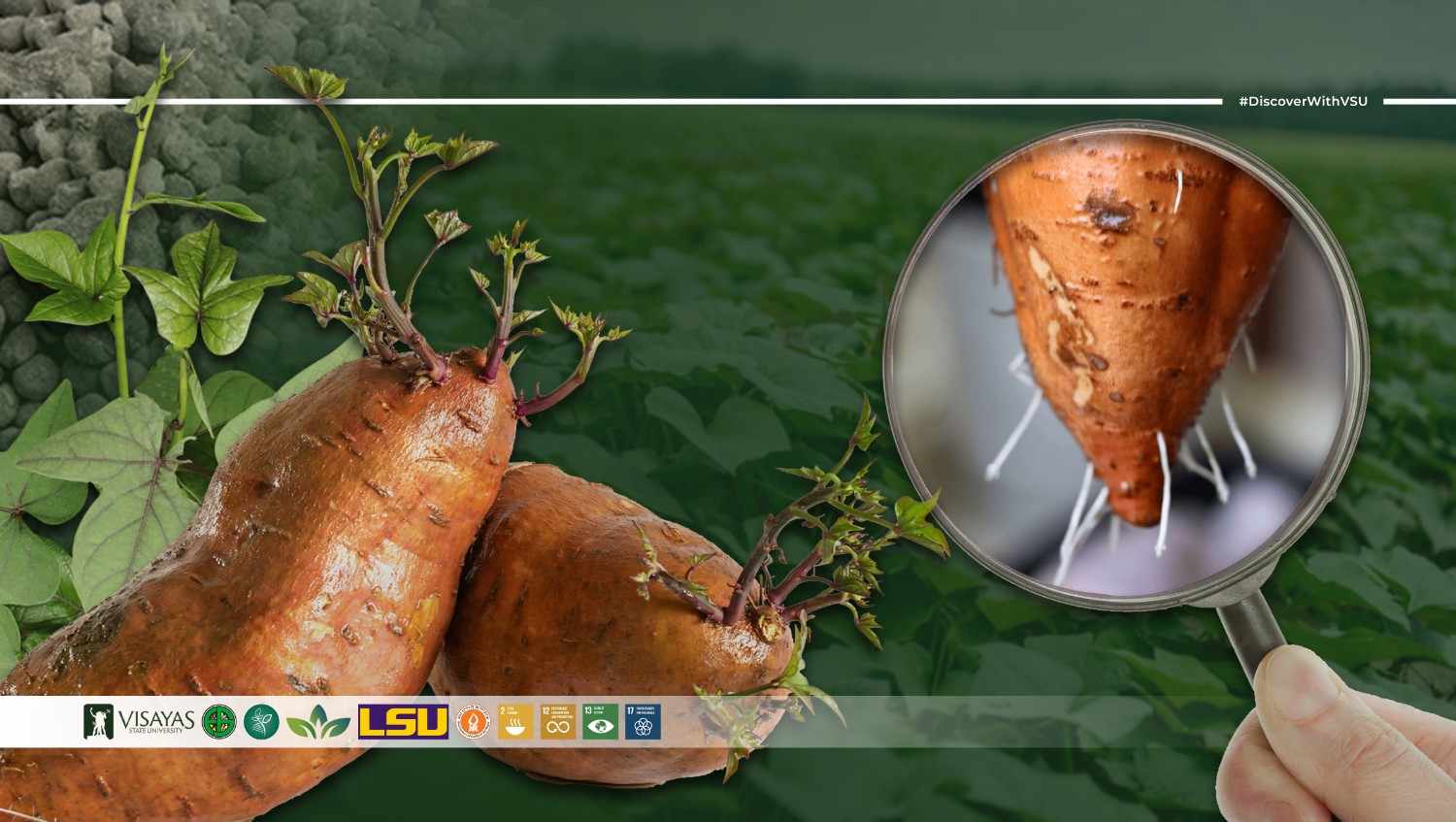 DiscoverWithVSU-VSU-researchers-help-unlock-the-secret-to-bigger-better-sweetpotatoes-through-smarter-fertilizer-use