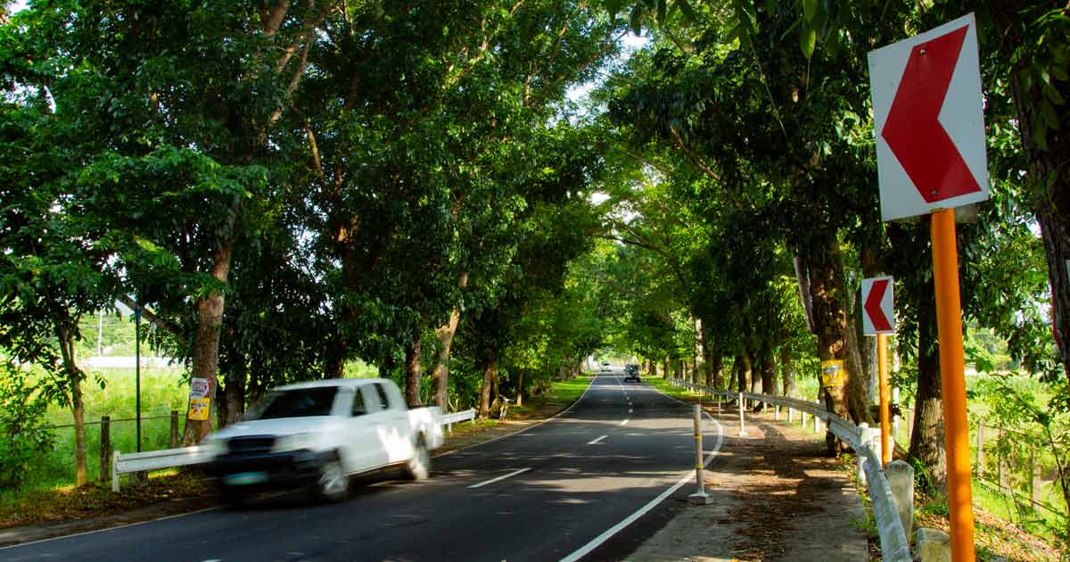 SAVE THE TREES. The national highway that traverses the VSU main campus is lined with trees with thick foliage. SAVE THE TREES. The national highway that traverses the VSU main campus is lined with trees with thick foliage.